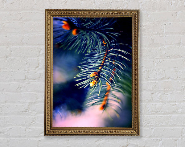Fir Needles Macro Framed Print
