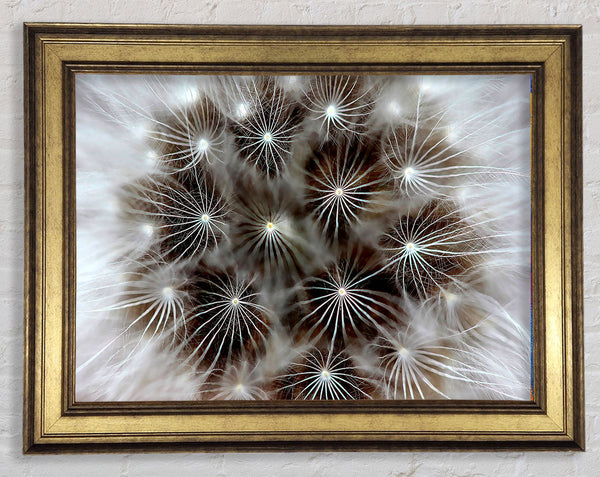 Macro Dandelion Framed Print