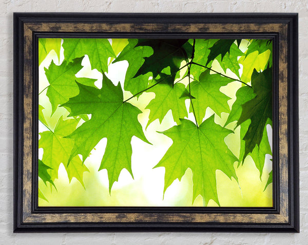 Summer Leaves Framed Print