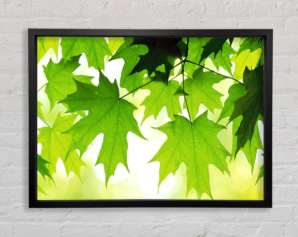 Summer Leaves Framed Print