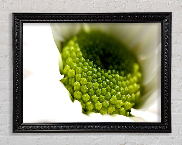 Macro Centre Of A Daisy Framed Print