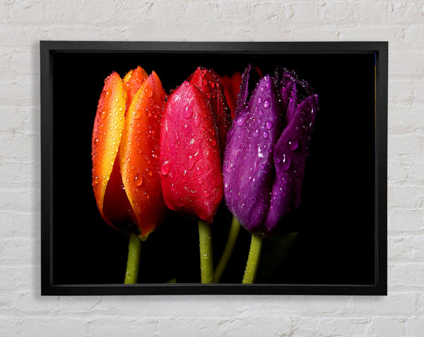 Colourful Tulips Framed Print