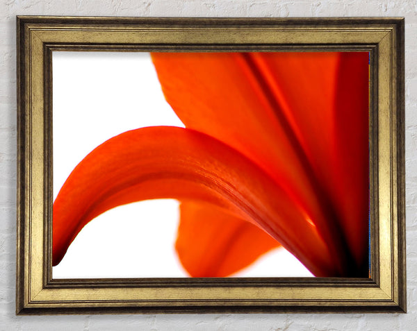 Lily On White Background Framed Print