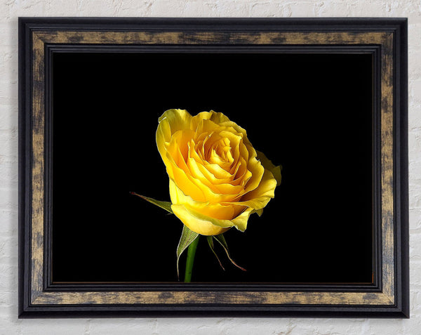 Yellow Rose On Black Background Framed Print