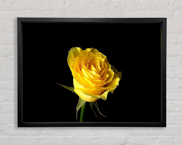 Yellow Rose On Black Background Framed Print