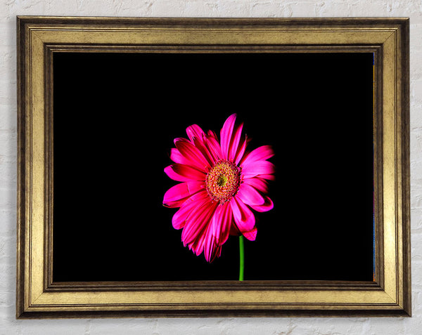 Hot Pink Gerber Daisy Framed Print