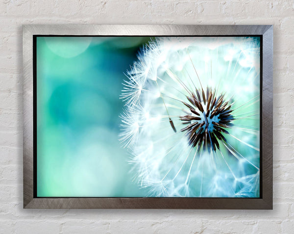 Dandelion Flower Wish Framed Print