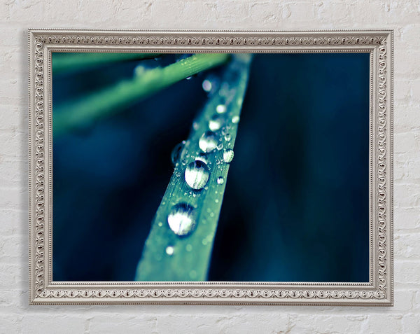 Grass Dew Macro Framed Print