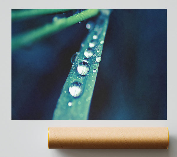 Grass Dew Macro Giclee Print