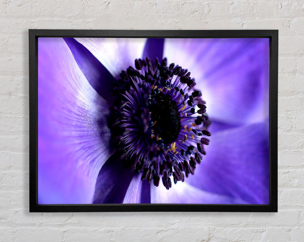 Purple Centre Close-up Framed Print