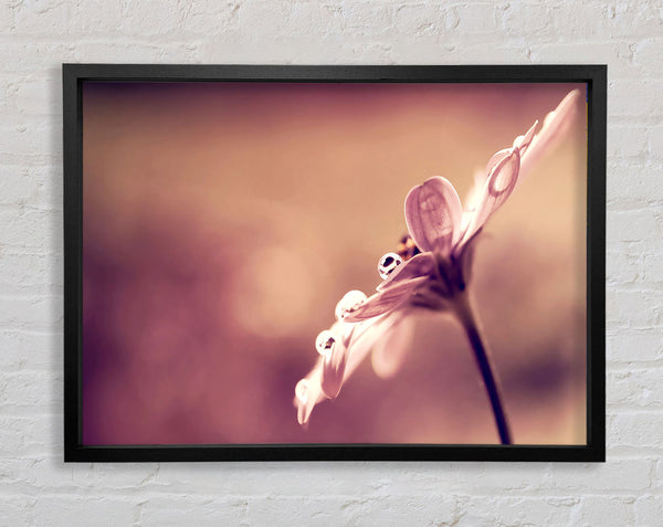 Stunning Dewdrop Haze Framed Print