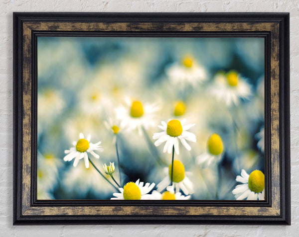Chamomile Flowers Macro Framed Print