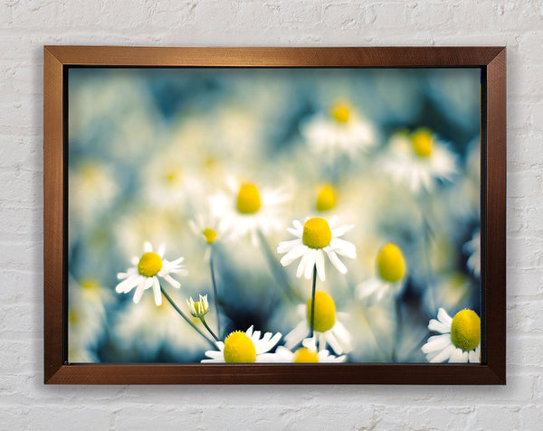 Chamomile Flowers Macro Framed Print
