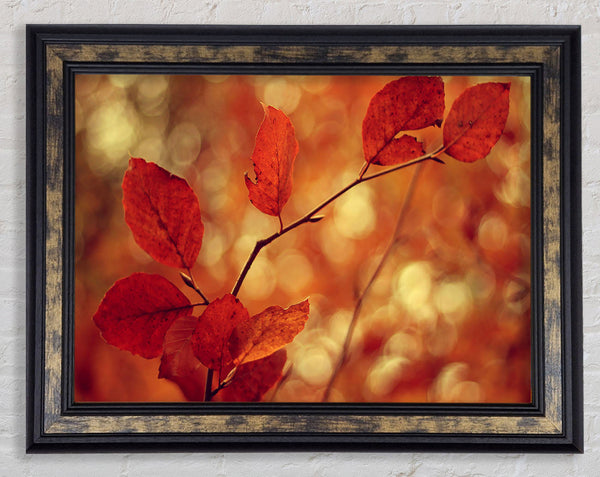 Leaves In Autumn Framed Print