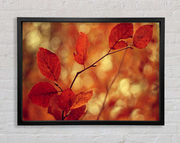 Leaves In Autumn Framed Print