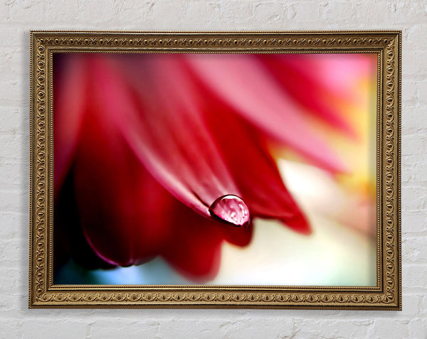 Drop On Flower Petal Framed Print