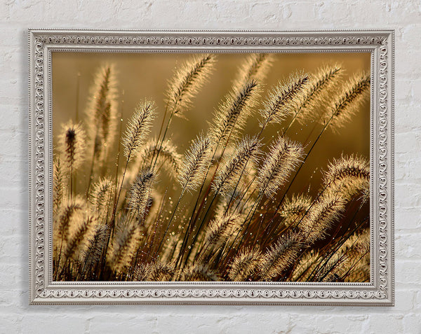 Bundle Of Ears Framed Print
