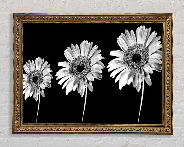 Gerbera Daisies Black And White Framed Print
