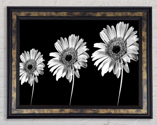 Gerbera Daisies Black And White Framed Print
