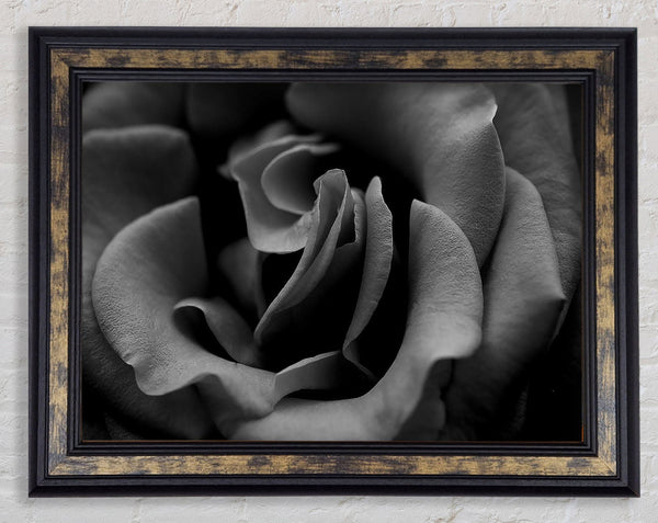 Rose B n W Framed Print