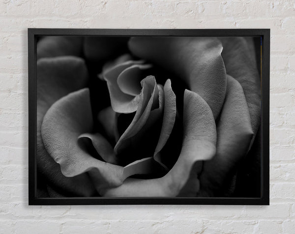 Rose B n W Framed Print