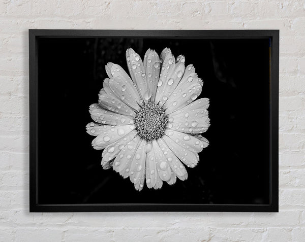 Raindrops On Flower Framed Print