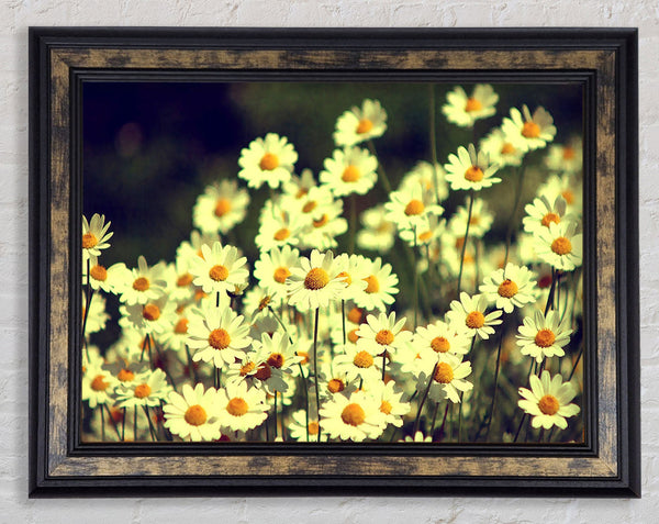 Vintage Daisies Framed Print