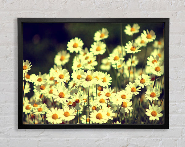 Vintage Daisies Framed Print
