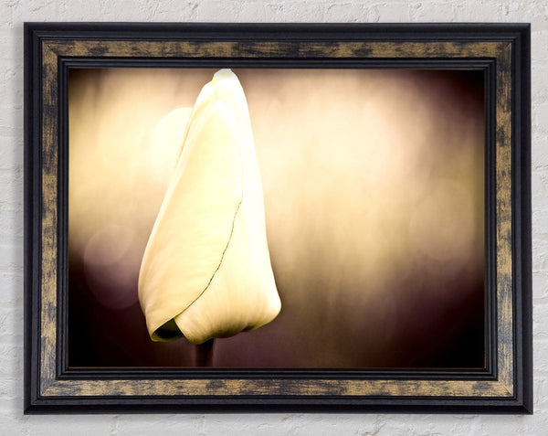 Tulip Vintage Framed Print