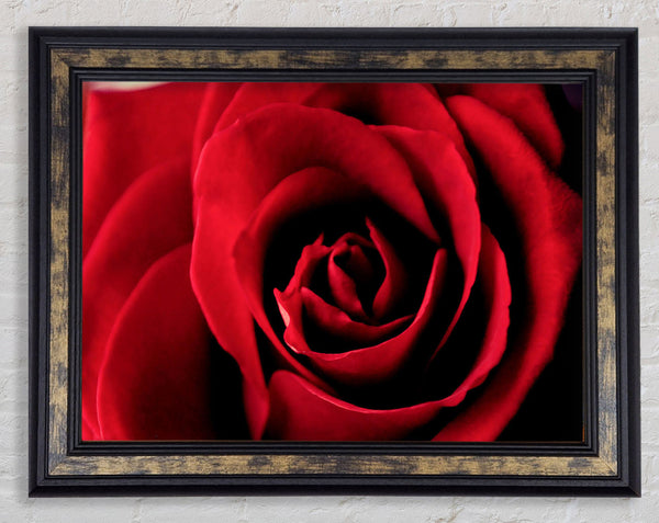 Rose Petal Beauty Red Framed Print