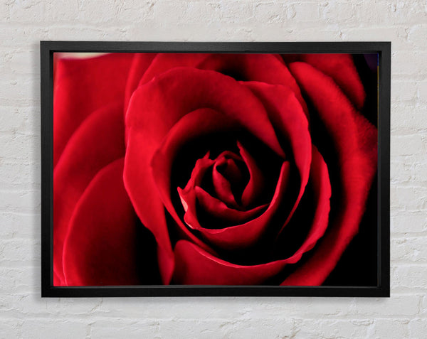 Rose Petal Beauty Red Framed Print