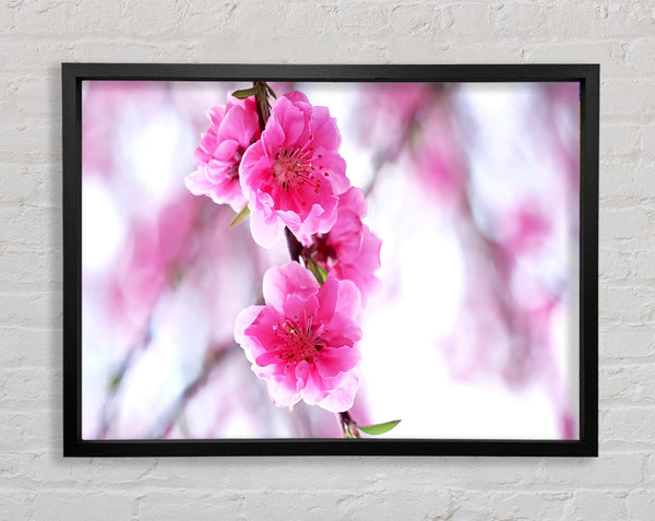 Plum Blossoms Blooming Framed Print