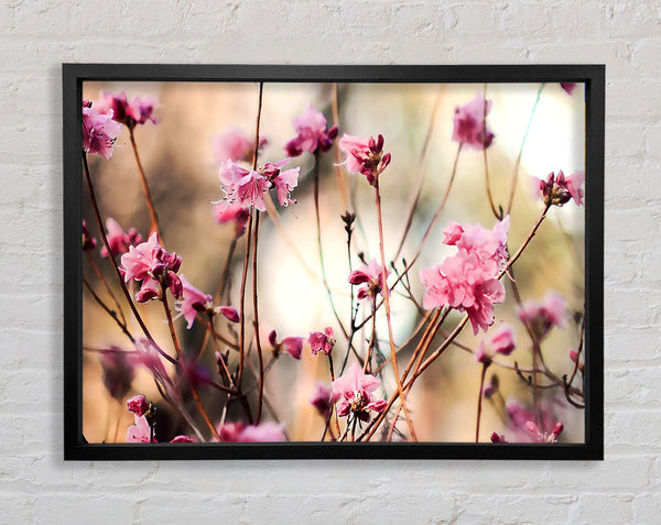 Spring Teasers Framed Print