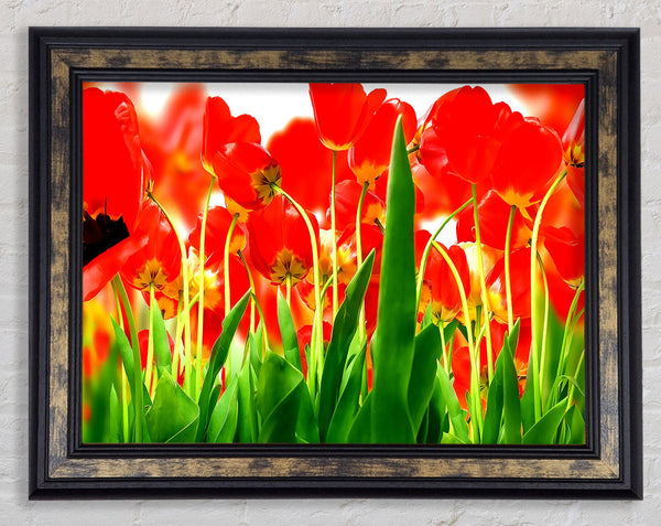 Red Tulips From Under Framed Print