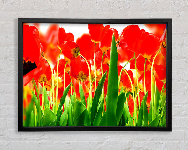 Red Tulips From Under Framed Print