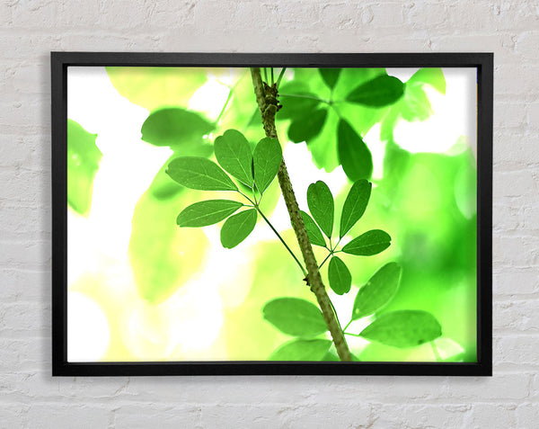 Spring Has Sprung Framed Print
