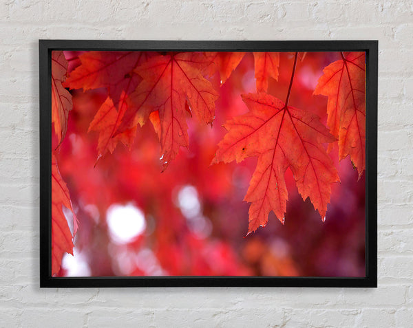 Red Autumn Framed Print