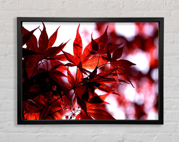 Spring Red Framed Print
