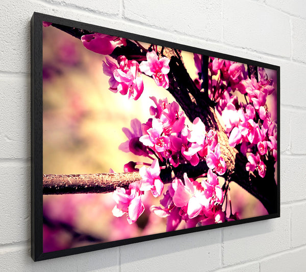 Pink Blossom
