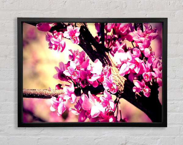 Pink Blossom Framed Print