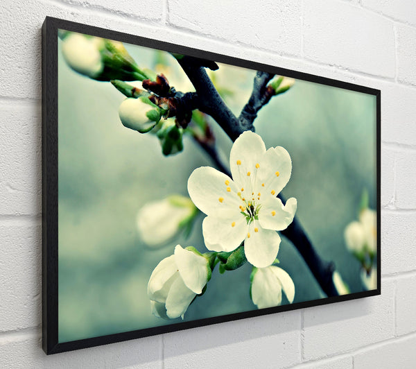 Beautiful Apple Blossom