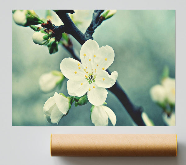 Beautiful Apple Blossom Poster