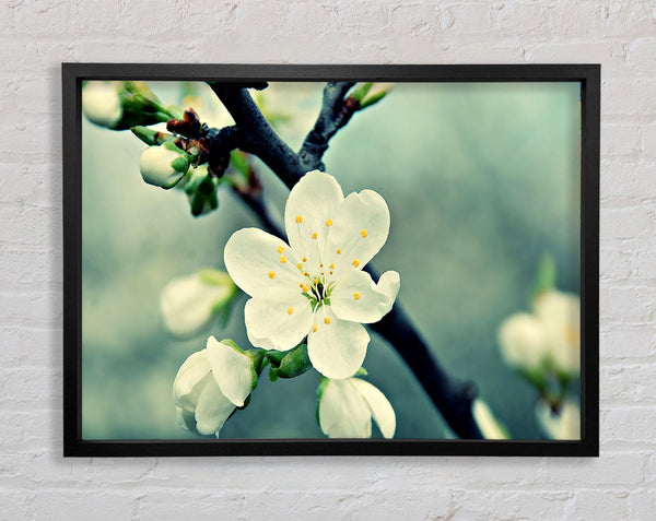 Beautiful Apple Blossom Framed Print
