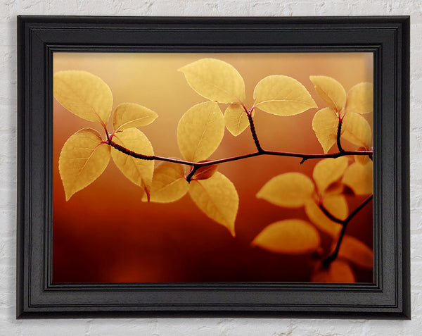 Branch Brown Framed Print