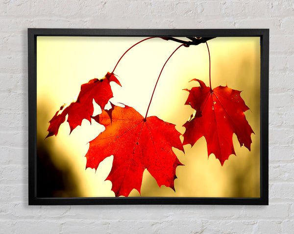 Red Oak Leaves Close Up Framed Print