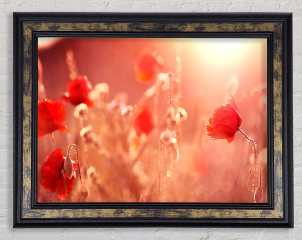 Summer Light Framed Print