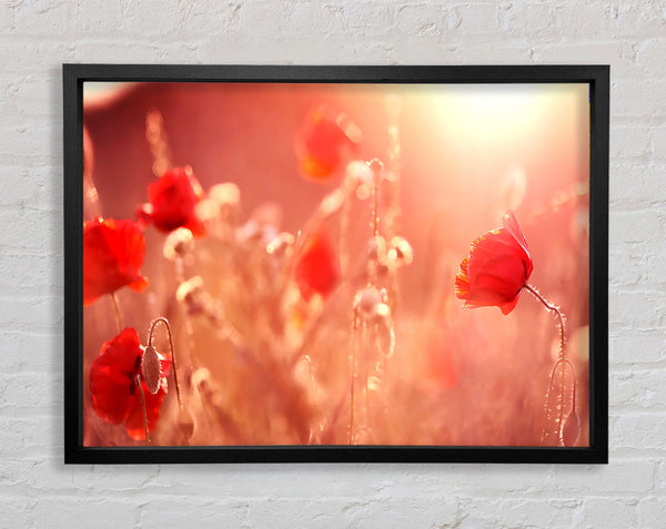 Summer Light Framed Print