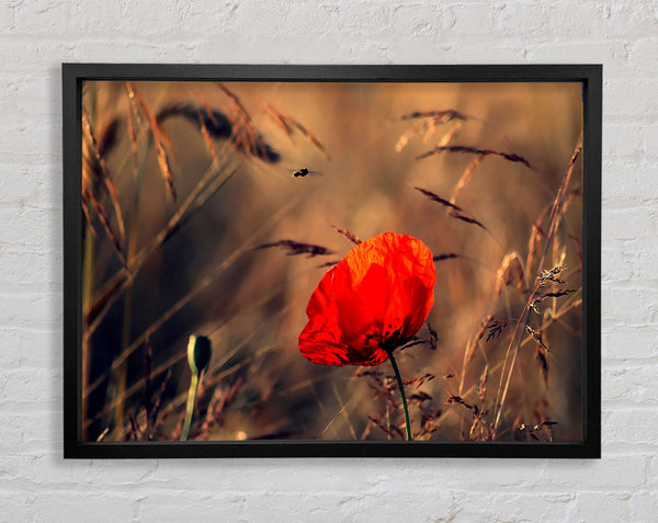 Red Poppy Field In Golden Light Framed Print