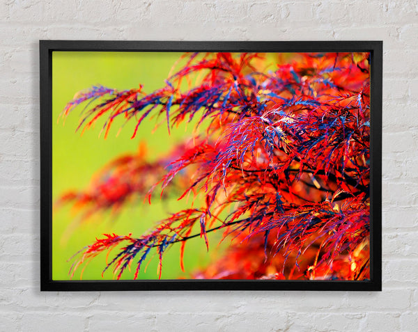 Red Leaves Shrub Framed Print