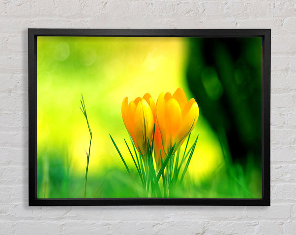 Yellow Crocus Flowers Framed Print